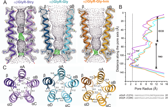 Fig. 2: Conformational changes within the αβGlyR pore in response to different ligands.