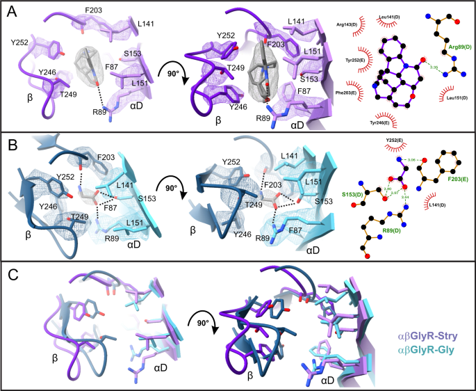 Fig. 5: Strychnine and glycine within the canonical binding site.