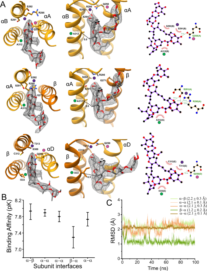 Fig. 6: Subunit-specific properties of ivermectin binding.
