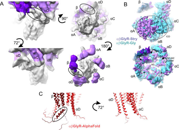Fig. 7: Structural characterization of αβGlyR ICD.