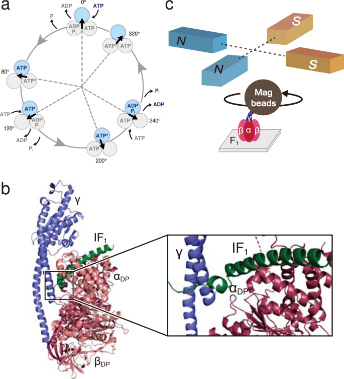 Molecules  October-1 2020 - Browse Articles