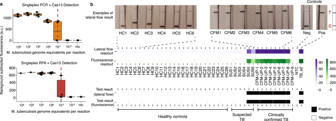 Fig. 5: Progress towards a field deployable assay format using RPA and lateral flow readout.