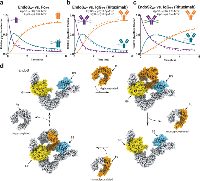 Fig. 5: Molecular mechanism of antibody recognition by EndoS and EndoS2.