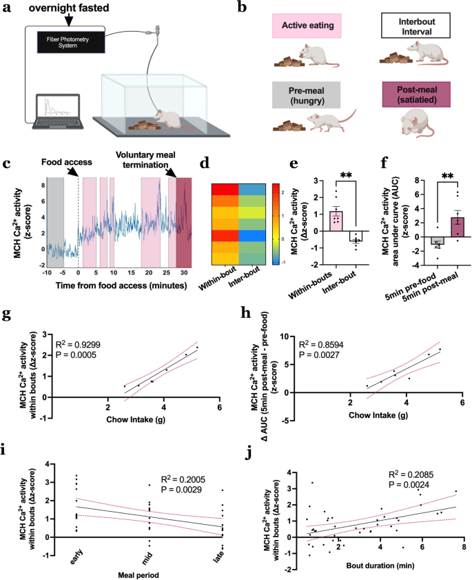 Appetitive ingestive behavior was measured over the estrous cycle in