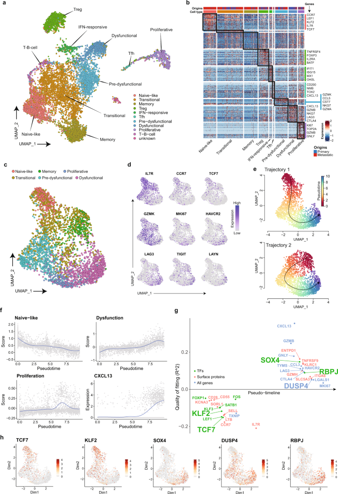 Fig. 4: scRNAseq analysis of tumor-infiltrating T cells and establishing a trajectory for tumor-targeting CD8+ lymphocytes.