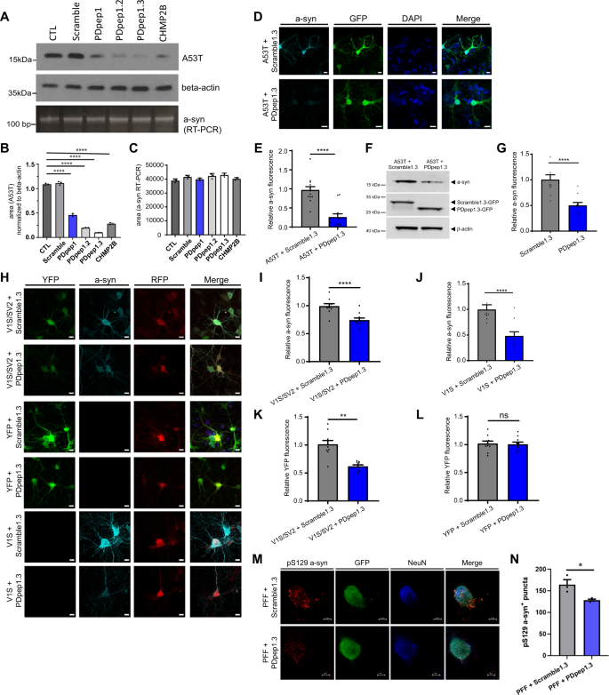 Fig. 2: PDpep1.3 reduces a-syn levels in cell lines and primary cortical neurons.