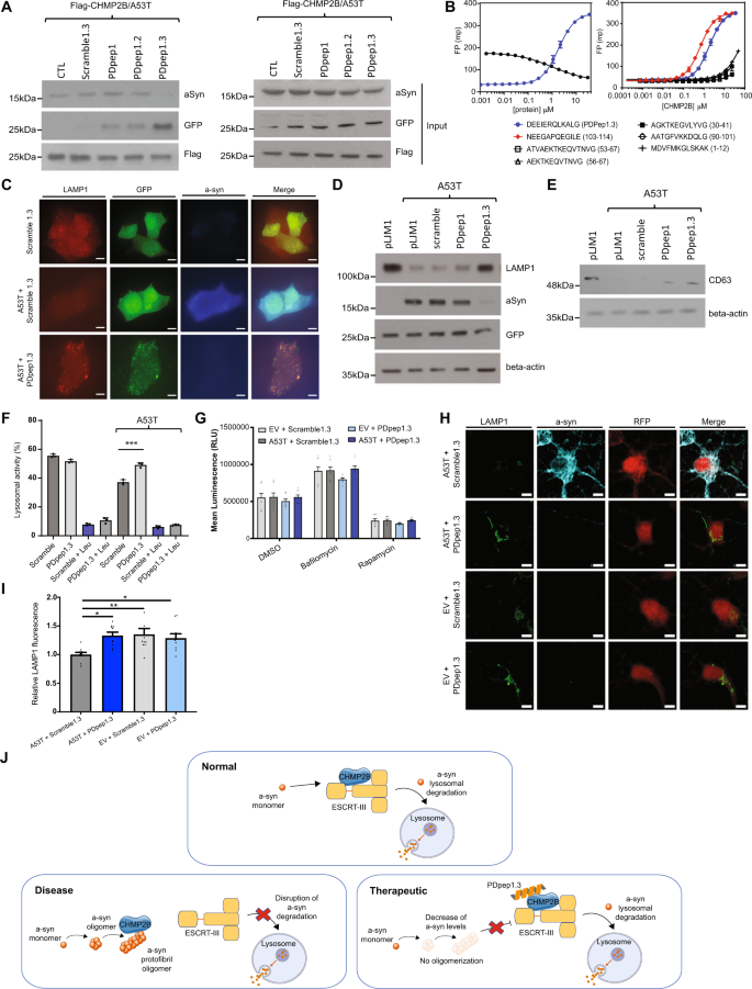 Fig. 3: PDpep1.3 outcompetes a-syn binding to CHMP2B to enhance endolysosomal-mediated clearance of a-syn.