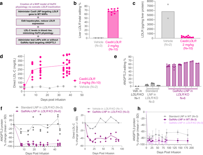 Fig. 3: Demonstration of adenine base editing by GalNAc-LNPs targeting ANGPTL3 in the liver of a somatic LDLR-deficient NHP model.