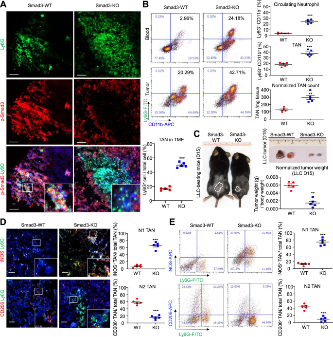 Fig. 2: Smad3 deficiency increases the proportion of N1 TANs in LLC tumors.