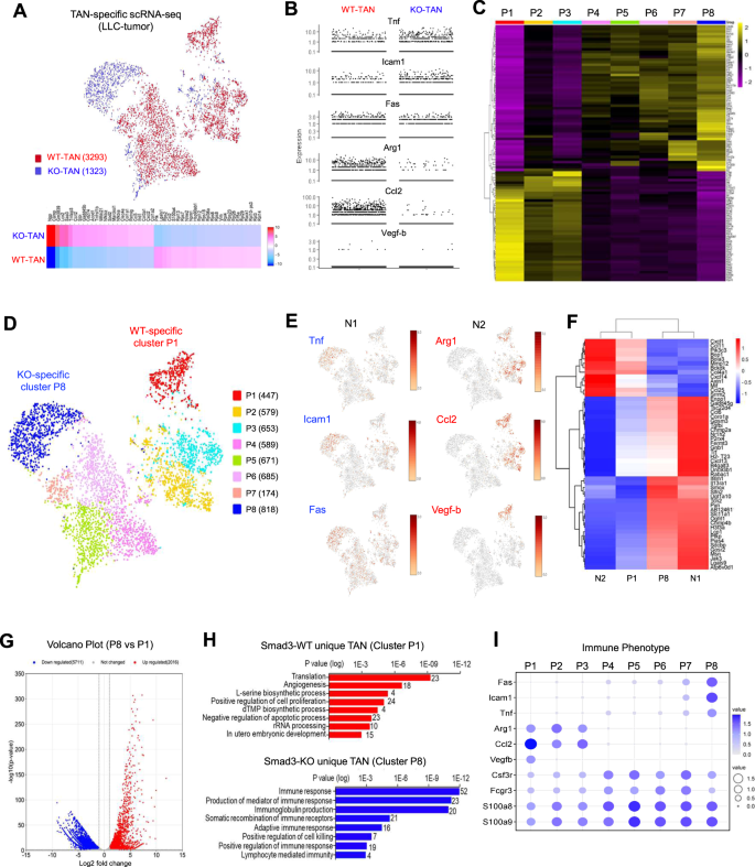 Fig. 3: Transcriptome analysis showing that Smad3 regulates N1/N2 polarization in TANs.