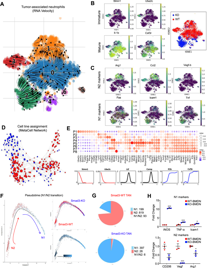 Fig. 4: Transcriptome analysis shows a derivation of TAN development in N1/N2 TANs.