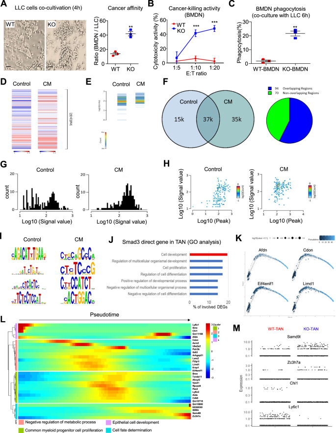 Fig. 6: Smad3 regulates the development of TANs at the genomic level.