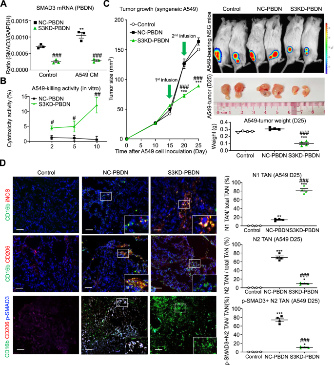 Fig. 7: Neutrophil-specific silencing of SMAD3 enhances an N1 phenotype in NSCLC.