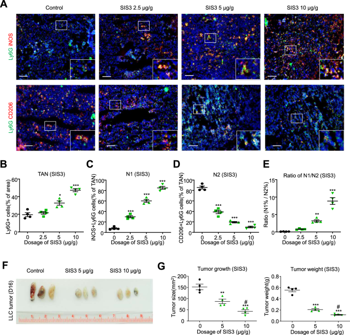 Fig. 8: Pharmaceutical inhibition of Smad3 promotes an N1 phenotype and suppresses tumor growth.