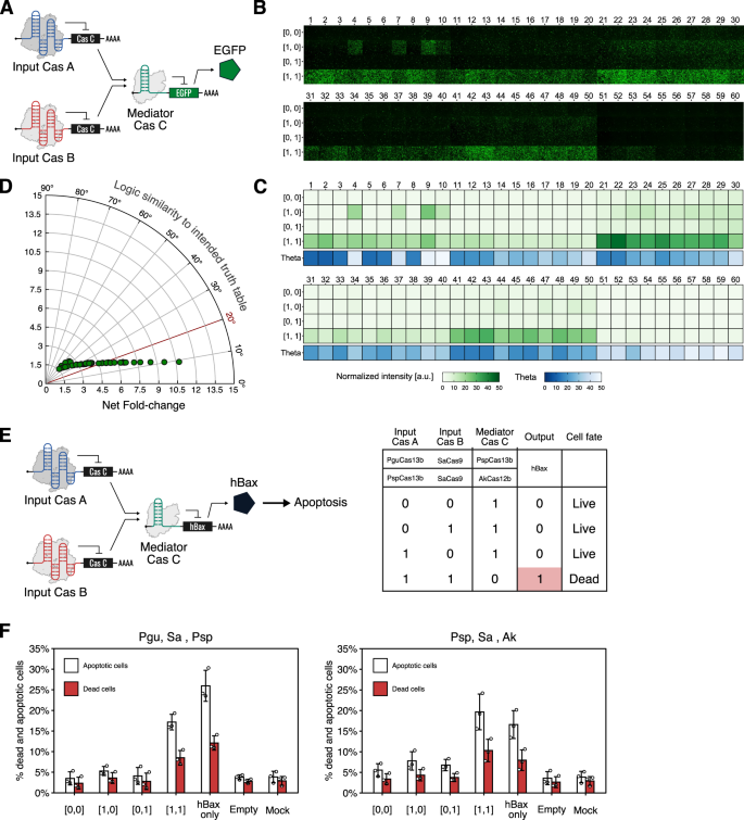 Fig. 6: Multi-layered translational circuits with Cas-responsive switches.