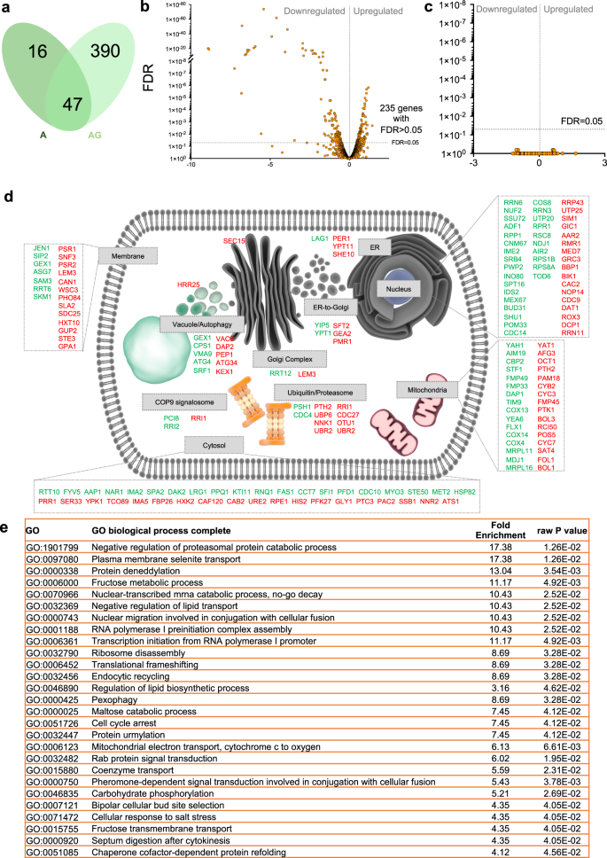 Fig. 4: Genipin induces differential gene expression and it is dependent on αSyn-GFP expression.