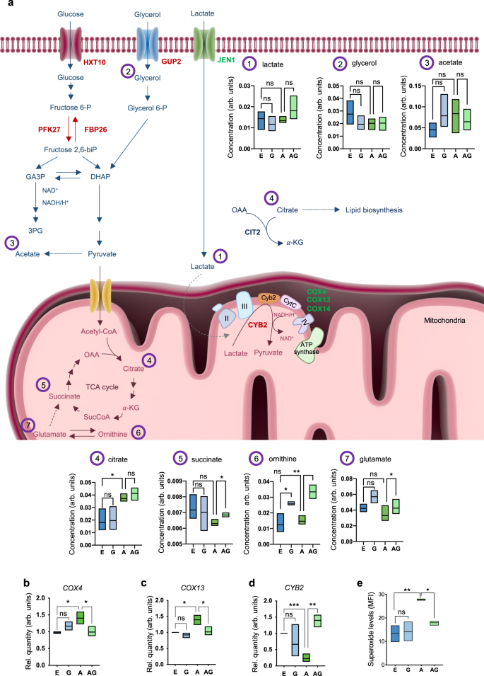Fig. 5: Genipin promotes metabolic alterations in αSyn-GFP overexpressing cells.