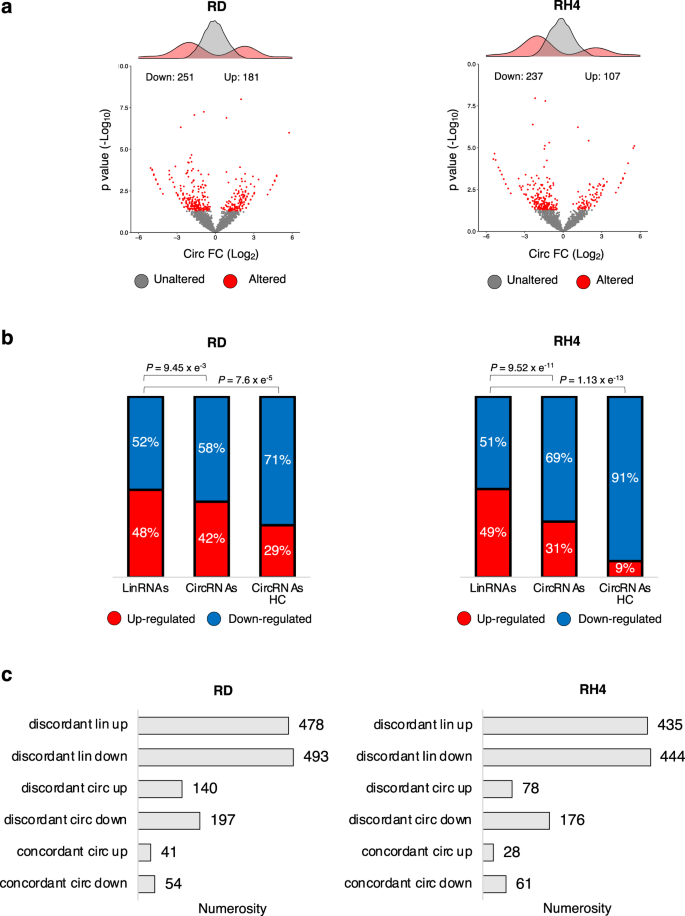 Fig. 3: YTHDC1 depletion downregulates circRNAs in RMS.