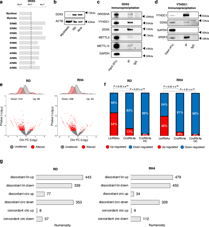 Fig. 4: DDX5 helicase controls circRNA expression and interacts with YTHDC1.