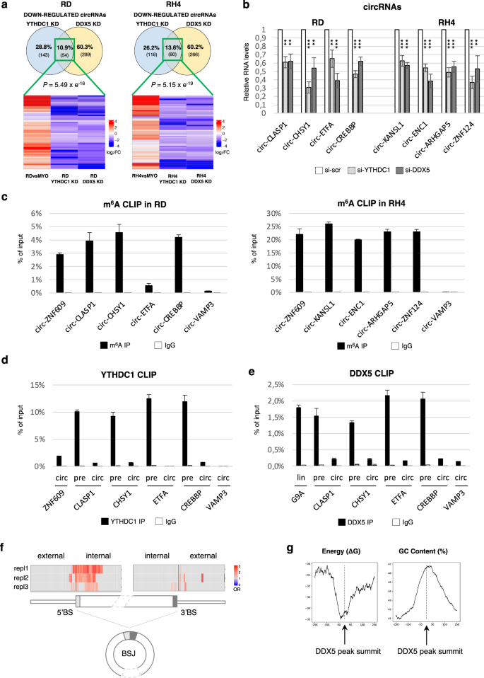 Fig. 5: DDX5 and YTHDC1 directly regulate a subset of circRNAs promoting their upregulation in RMS.
