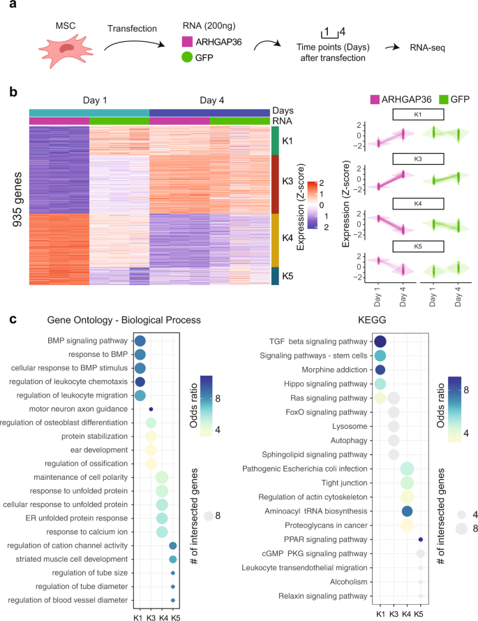 Fig. 4: RNA-seq in MSCs upon ARHGAP36 and GFP transfection.