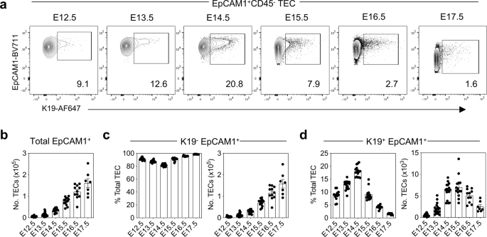 Fig. 1: K19 is expressed by a subset of embryonic TEC.