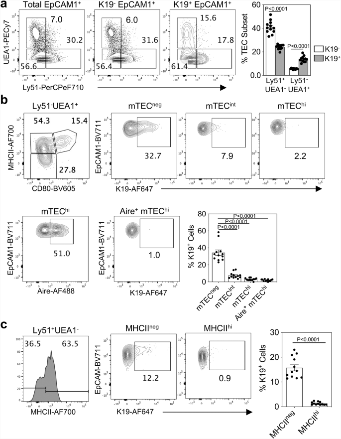 Fig. 3: K19 is specific to immature MHCIIneg stages of TEC development.