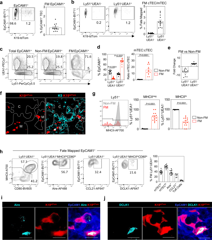 Fig. 4: K19 identifies embryonic multipotent mTEC progenitors (mmTECp).