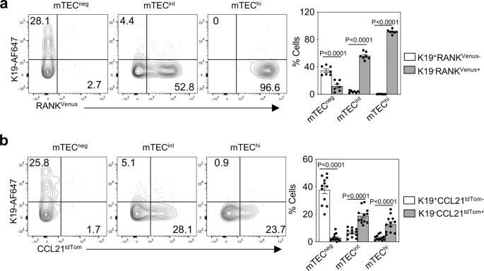 Fig. 6: K19+ TEC appear prior to RANK and CCL21 stages of mTEC development.