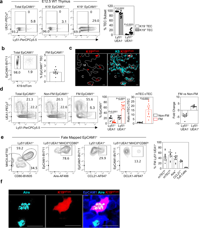 Fig. 7: K19+ mmTECp are present at E12.5 of development.