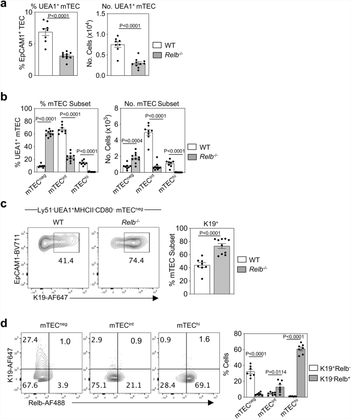 Fig. 8: K19+ mmTECp are upstream and independent of Relb-dependent mTEC stages.