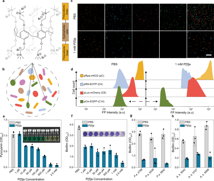 Fig. 2: P[5]a selective for prolonged acyl HSLs of Pseudomonas aeruginosa and Acinetobacter baumannii, resulting in an inhibition of biofilm and toxins.