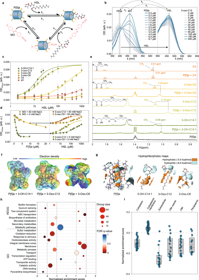 Fig. 3: Binding of HSLs occurs inside the cavity of the P[5]a macrocycle, with length of the prolonged acyl chain of the HSL playing a key role in the strength of the interaction.