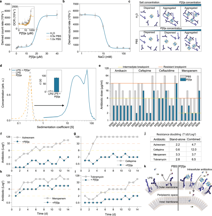 Fig. 4: P[5]a interacts with LPS in the bacterial OM, enhancing the penetration and potency of co-administered antibiotics.