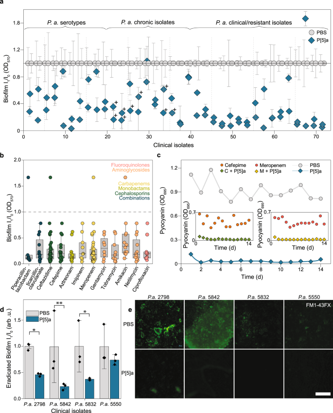 Fig. 5: P[5]a enhances the penetration of co-administered antibiotics.