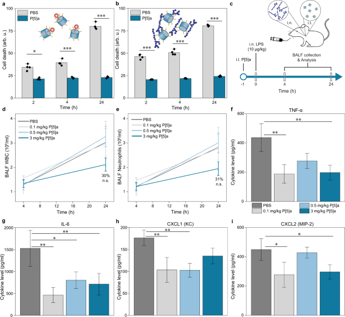 Fig. 7: P[5]a sequesters toxins and protects against LPS endotoxin induced inflammatory responses in A549 epithelial cells and in C57BL/J6 mice.