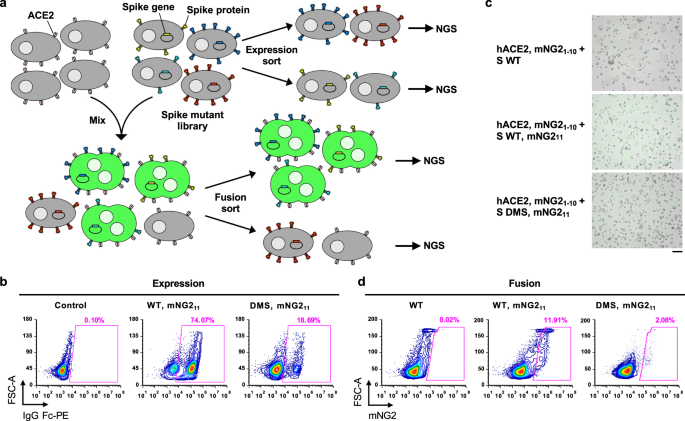 Fig. 1: Measuring protein expression and fusogenicity of SARS-CoV-2 S mutations using deep mutational scanning.