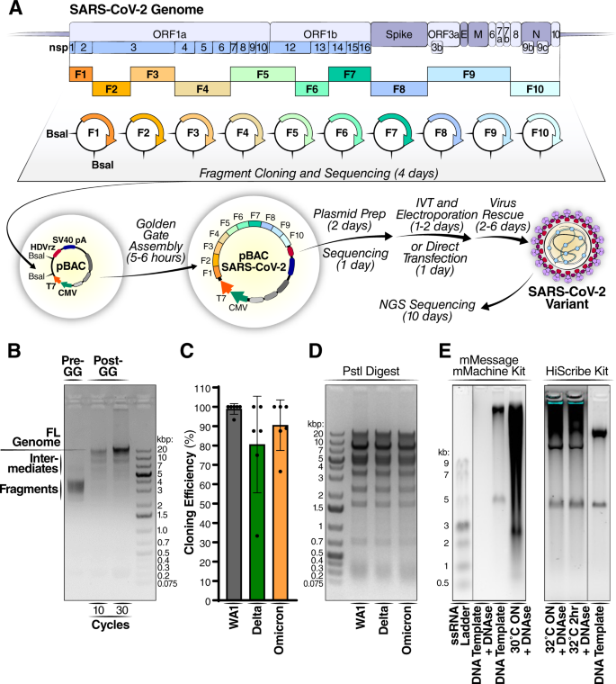Fig. 1: Golden gate assembly enables rapid cloning of SARS-CoV-2 variants.
