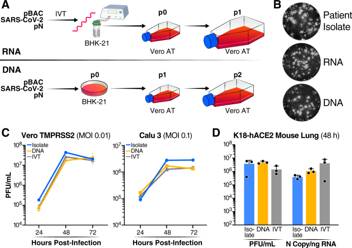 Fig. 2: DNA- and RNA-launched viruses replicate similarly to virus derived from patient isolate.