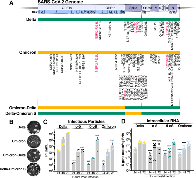 Fig. 3: Omicron mutations in Spike and ORF1ab reduce viral particle production and intracellular RNA levels.