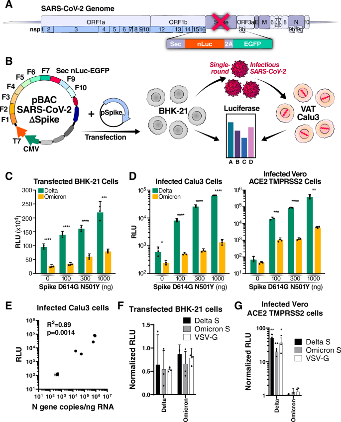 Fig. 4: Omicron mutations attenuate viral replication independent of Spike.