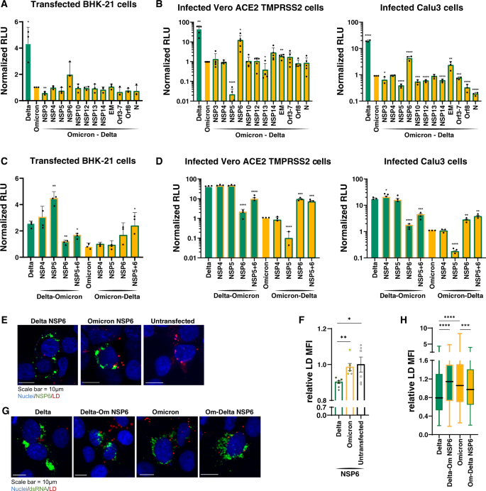Fig. 5: Omicron NSP6 slows viral RNA replication.