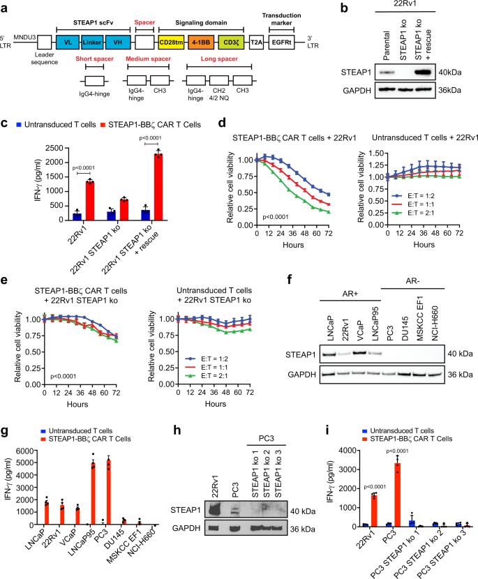 Fig. 2: Screening second-generation 4-1BB chimeric antigen receptors (CARs) to identify a lead for STEAP1 CAR T cell therapy.