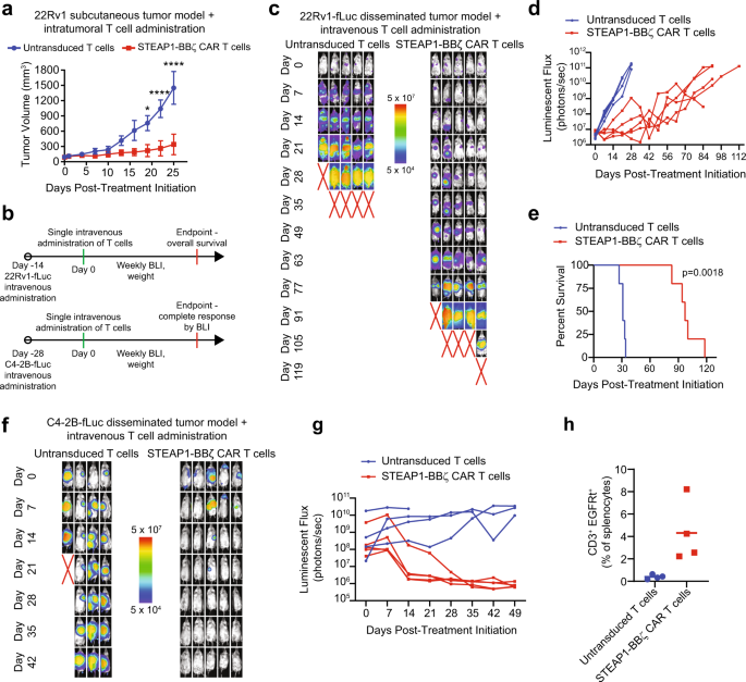Fig. 3: In vivo antitumor activity of STEAP1-BBζ CAR T cell therapy in prostate cancer models with native STEAP1 expression.