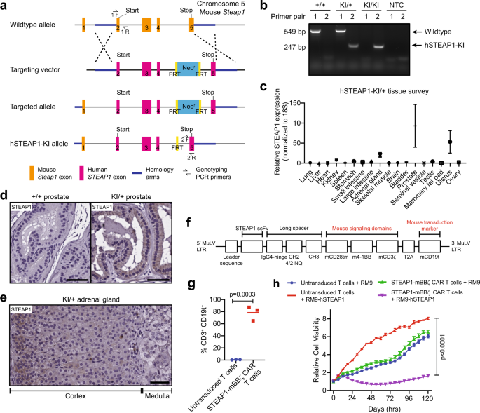 Fig. 4: Establishing a mouse-in-mouse system with a human STEAP1 knock-in (hSTEAP1-KI) mouse model and murinized STEAP1 CAR.