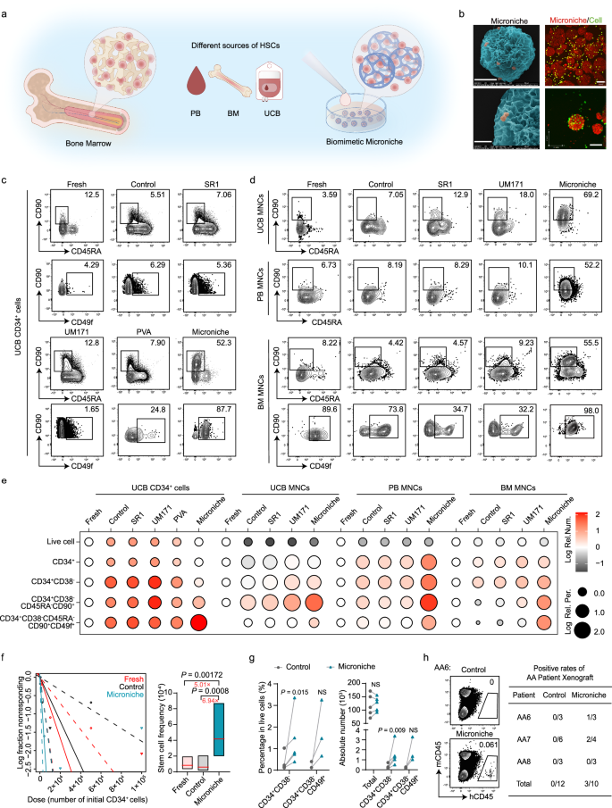 Fig. 1: The expansion of human HSCs in a Microniche-based culture system.