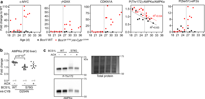 Fig. 8: c-MYC upregulation precedes the DNA damage and cell cycle arrest.