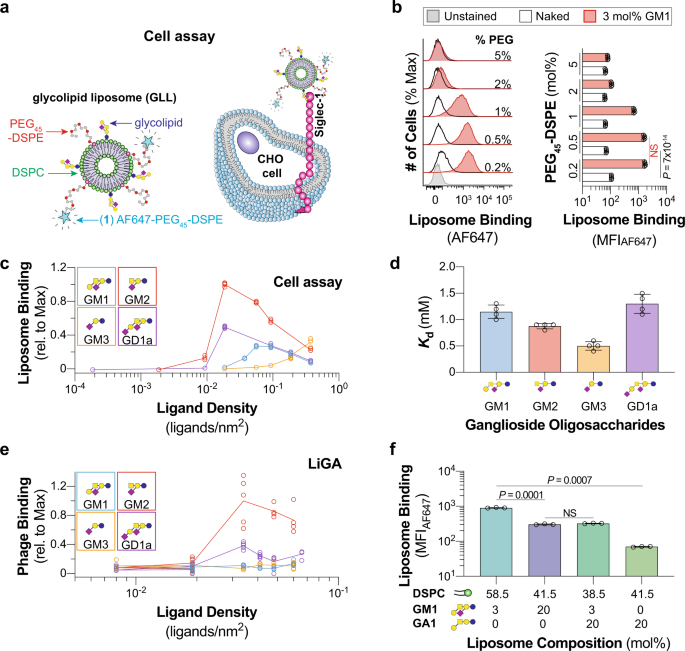 Fig. 1: Optimizing a liposome formulation for probing Siglec–ganglioside interactions.