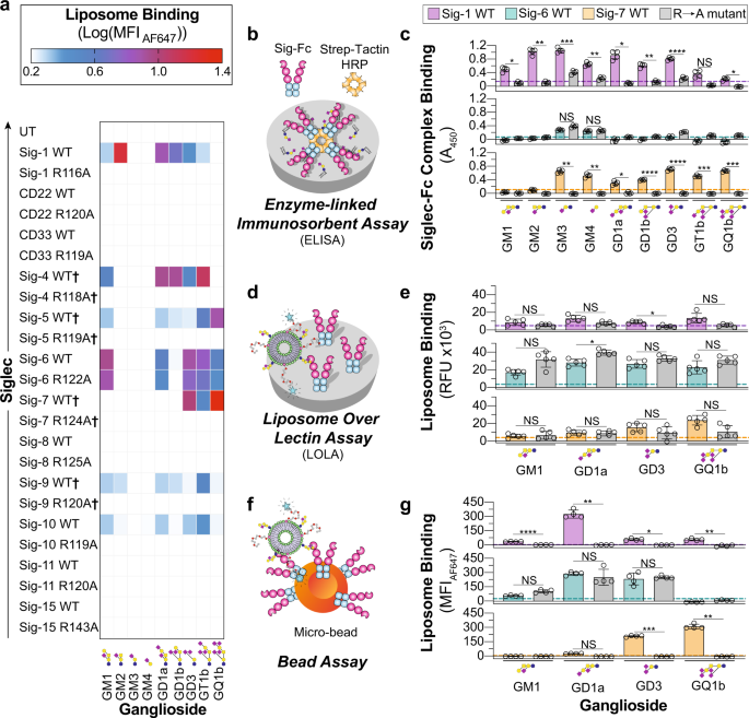 Fig. 2: Investigating Siglec–ganglioside interactions using optimized liposomes reveals interactions.