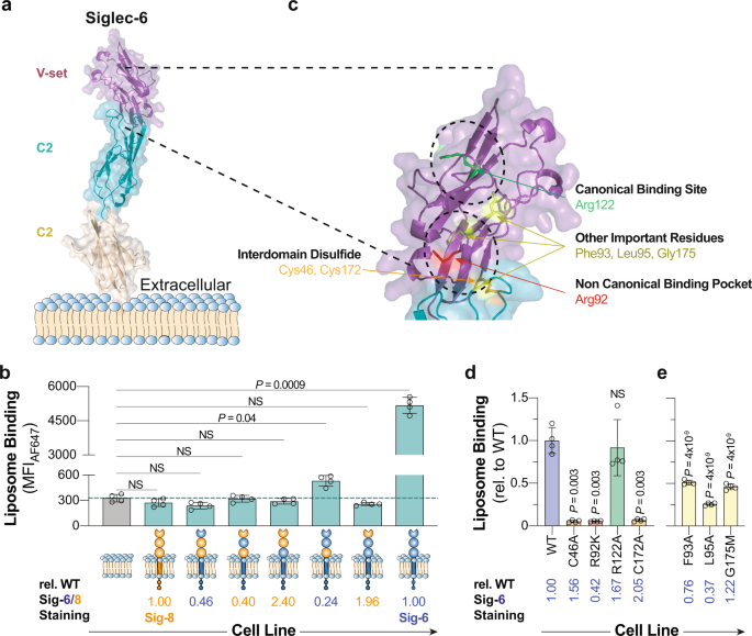 Fig. 4: Identifying the location of the noncanonical glycolipid binding pocket in Siglec-6.